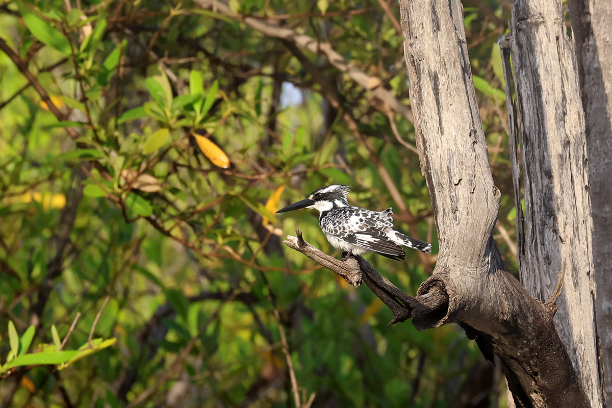Pied Kingfisher